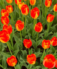 Red tulips in the park as background