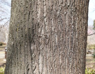 タブノキの樹皮