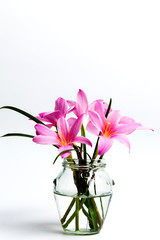Pink lily flowers in a vase on white