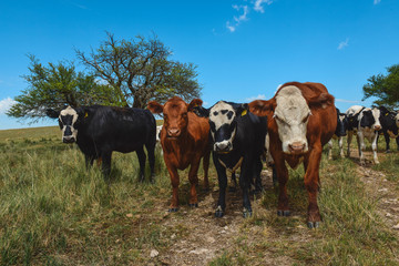 Cows fed with grass, Pampas,Patagonia, Argentina