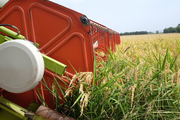 Combine harvests rice