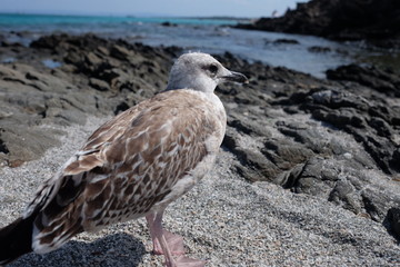 Seagull on the beach