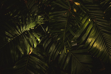 Pflanzen Tropisch