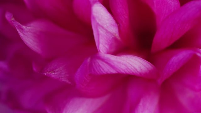 Deep pink petals close-up