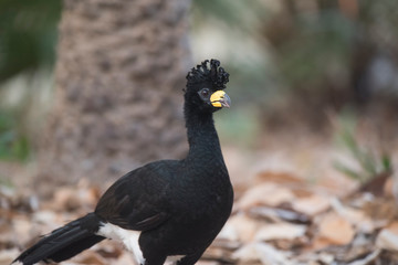 Bare faced Curassow, in a jungle environment, Pantanal Brazil