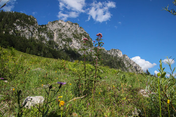 lush alpine meadow