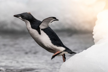 Adelie Penguin, juvenile on ice, Paulet island, Antarctica