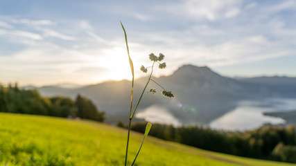 great little flower in front of the sunrise behind a mountain in the heart of austria, Austrian...