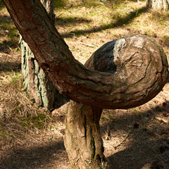 Russia. Kaliningrad. Curonian Spit. Dancing forest. Barrel ring