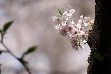 目黒川の桜