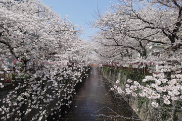 目黒川の桜