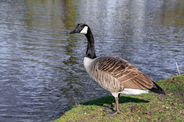 goose along the lake