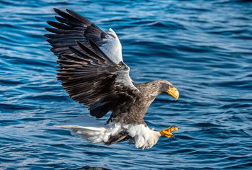 Adult Steller's sea eagle is fishing.  Blue water of the ocean background. Steller's sea eagle, Scientific name: Haliaeetus pelagicus.