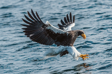 Adult Steller's sea eagle is fishing.  Blue water of the ocean background. Steller's sea eagle, Scientific name: Haliaeetus pelagicus.