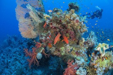 Colorful reef with fish