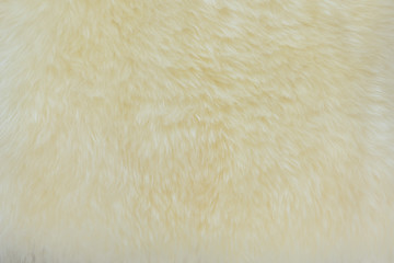 background and textured of real white cream wool sheep