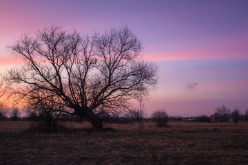 Fototapeta na wymiar Twilight over tree in the meadow somewhere in Masovia, Poland