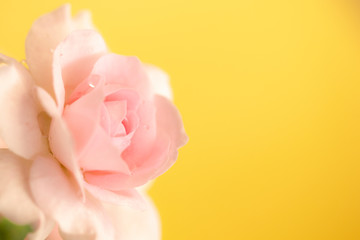 soft pink rose flower with yellow space background 