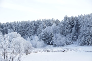 winter landscape with trees 