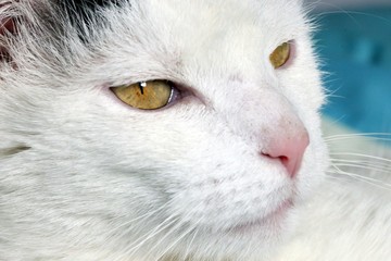 Nahaufnahme einer wei&szlig;-grauen Hauskatze