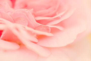 romantic and softness of pink rose petal 