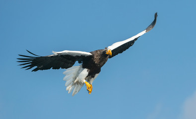 Adult Steller's sea eagle in flight. Scientific name: Haliaeetus pelagicus. Sky  background.