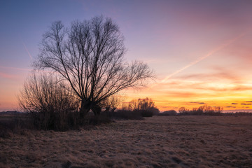 Fototapeta na wymiar Twilight over willow in the meadow somewhere in Masovia, Poland