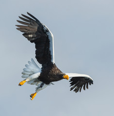 Fototapeta premium Adult Steller's sea eagle in flight. Scientific name: Haliaeetus pelagicus. Sky background.