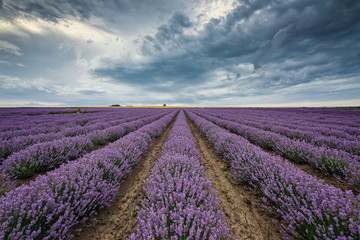 Fototapeta na wymiar Lavender field before storm / Stunning view with lavender field and heavy clouds hanging over it