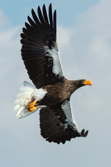 Adult Steller's sea eagle in flight. Scientific name: Haliaeetus pelagicus. Sky  background.