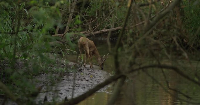 roe buck at a river