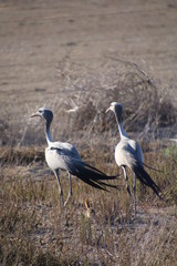 Crane family