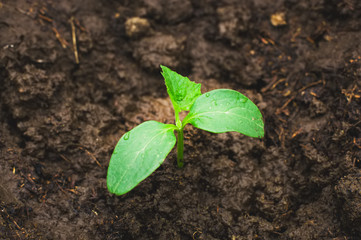 Close up of cucumber seedling in humus ground.