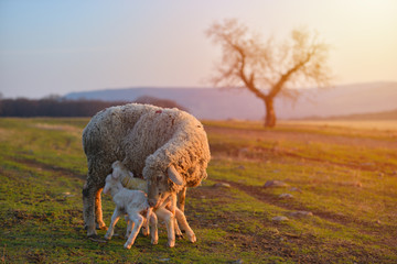 Two newborn lambs and sheep on field in warm sunset light