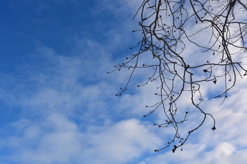  A tree branch without leaves against a blue sky with clouds.