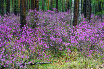 Ledum. The fabulous beauty of our spring forests and hills. The first spring flowers on the forest edge.