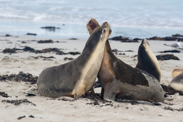 Fototapeta premium Australian sea lion Neophoca cinerea playing on the beach at Seal Bay, Kangaroo Island, South Australia, Australia.
