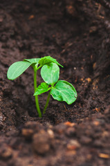 Close up of cucumber seedling in humus ground.