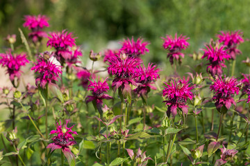 Fototapeta premium Monarda didyma (Scarlet beebalm)