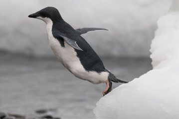 Adelie Penguin, juvenile on ice, Paulet island, Antarctica