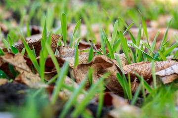 Young wheat seedlings growing in a field. Young green wheat growing in soil.