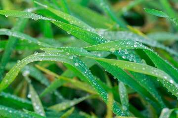 green wheat leaves with water drops macro