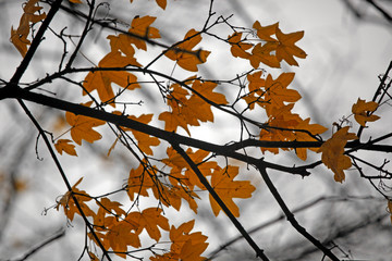 Leuchtende gelbe und orangene Blätter als Silhouette im Herbst.