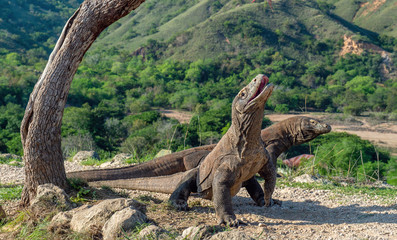 Komodo dragons.The Komodo dragon  stands on its hind legs and open mouth.  Scientific name: Varanus komodoensis. It is the biggest living lizard in the world. On island Rinca. Indonesia.