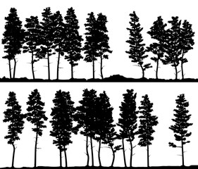 Horizontal banner silhouettes of pine coniferous forest on line.