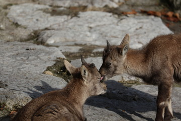 Baby Chamois
