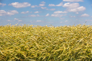 field of wheat in countryside rural landscape