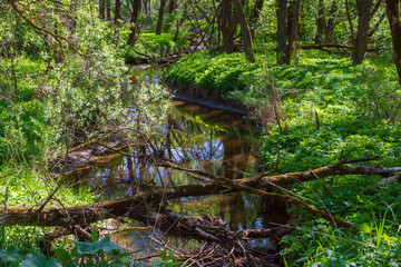 Small river in the forest in late spring