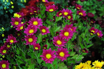 The beautiful chrysanthemums are in full bloom