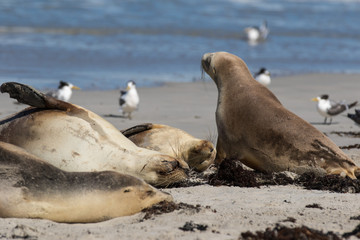 Australian sea lion, Neophoca cinerea, on the beach at Seal Bay, Kangaroo Island, South Australia, Australia.